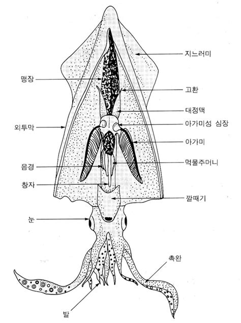 오징어 구조